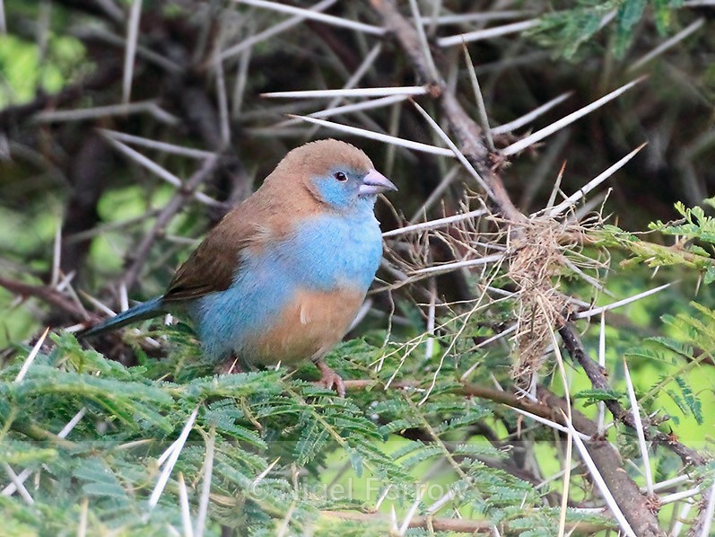 Red-cheeked Cordon-bleu (female) perched in a thorny tree - Red-cheeked Cordon-bleu