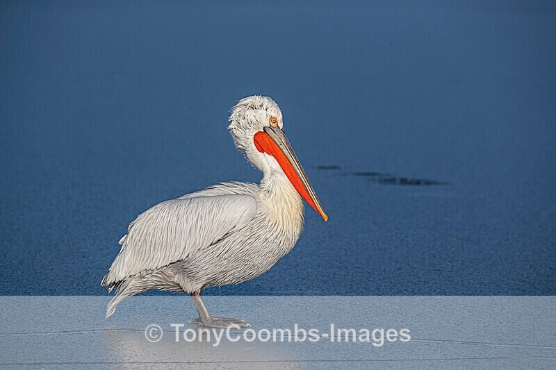 Dalmatian Pelican - Lake Kerkini