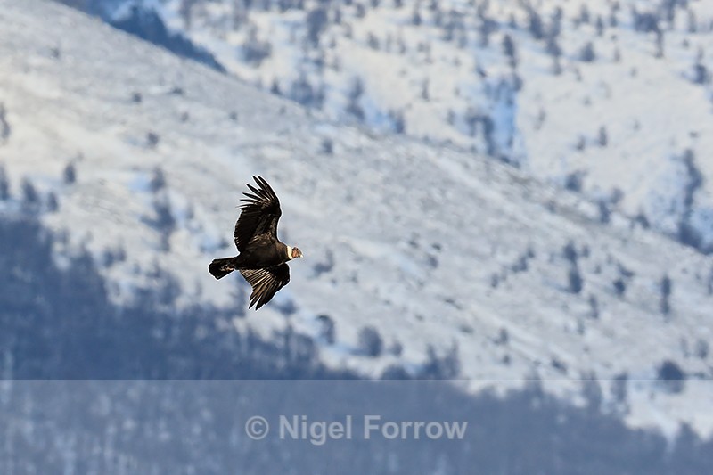 Andean Condor, snowy mountainside background, Torres del Paine, Chile - Andean Condor