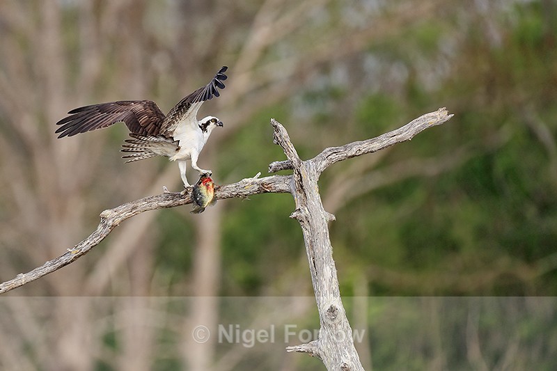 Osprey perched with fish on dead tree, Blue Cypress Lake, Florida - Osprey