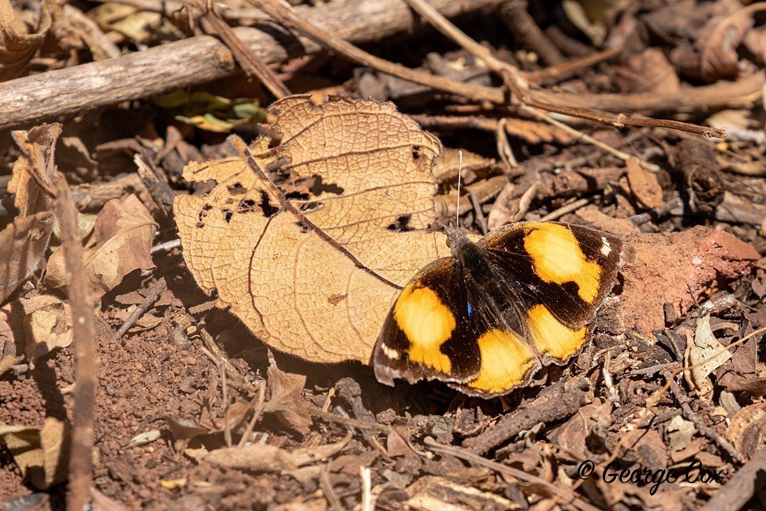 Butterfly Yellow Pansy - South Africa - Limpopo