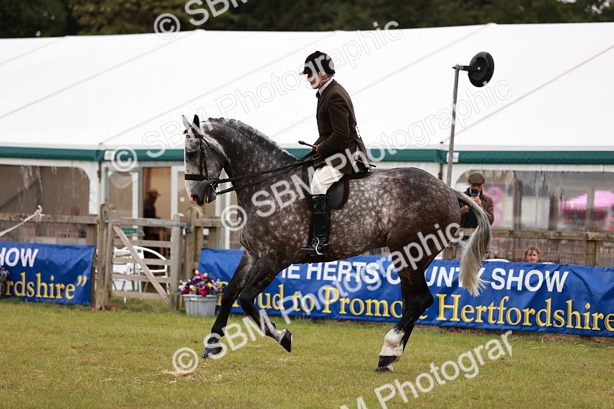 SBM_10931 - Class 81-84 - RIHS Ridden hunters Inc Ladies Hunter