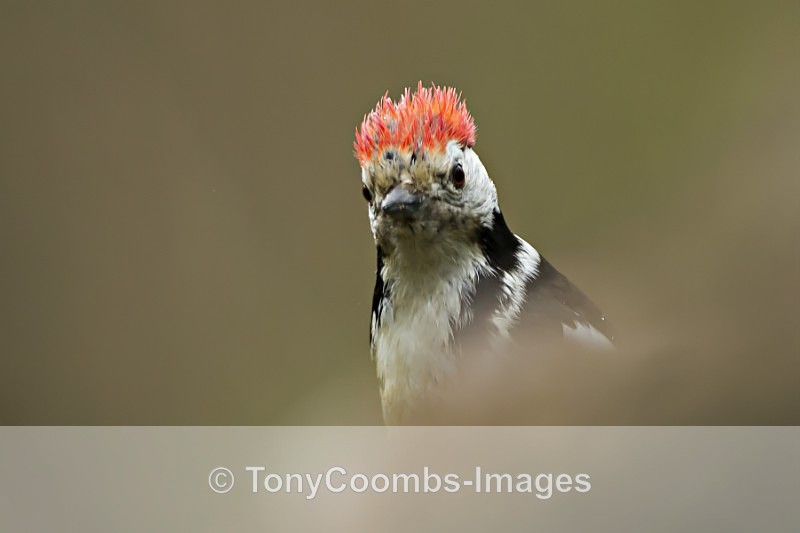 Middle-spotted Woodpecker - Drinking Pool Hides