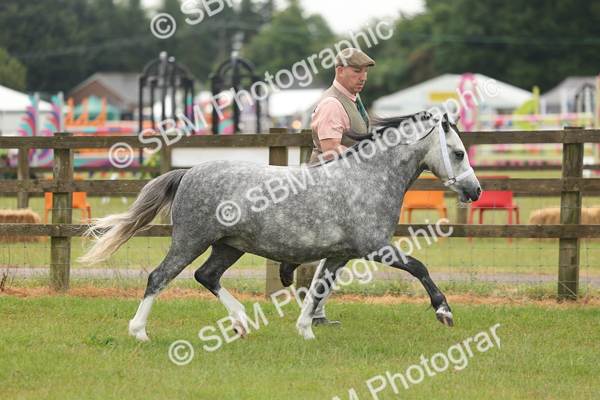 SBM_01333 - Class 50-57 - M&M Welsh Pony In Hand