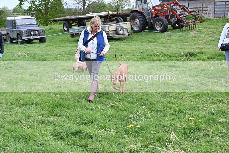 WJ6_8150 - Class 2 Best Pedigree