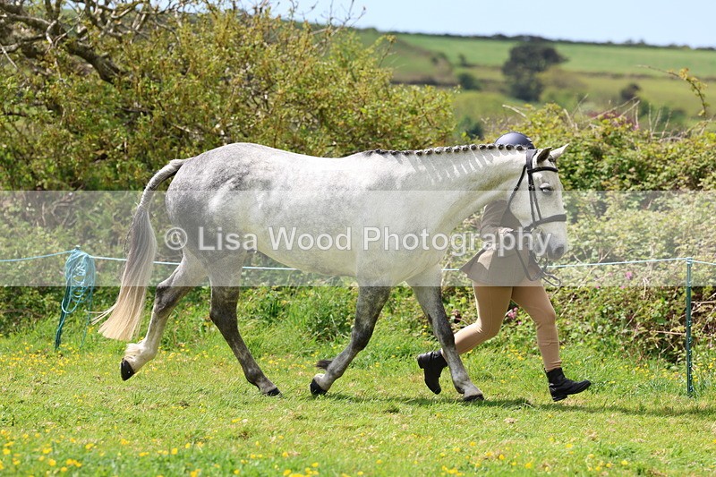 3E7A0446 - Class 20: Sports Horse