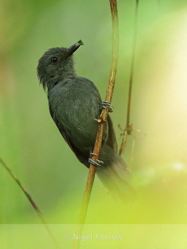 Dusky Antbird (male), Pipeline Road, Panama - Dusky Antbird