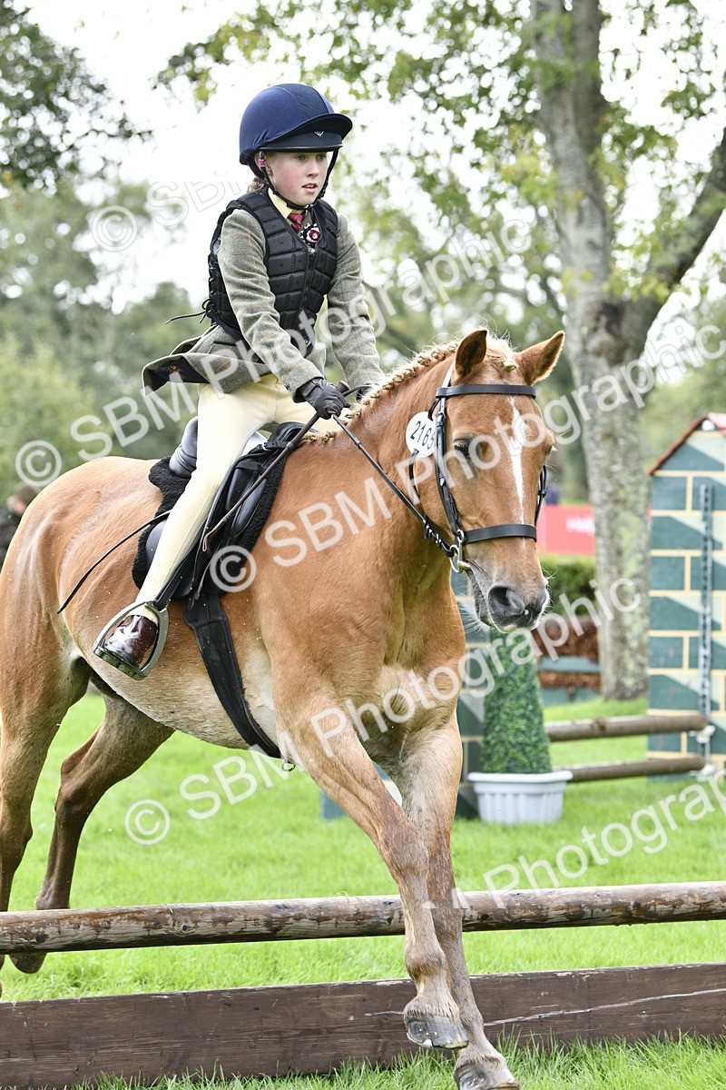 SBM_41486 - S32 - Mountain & Moorland Working Hunter Pony