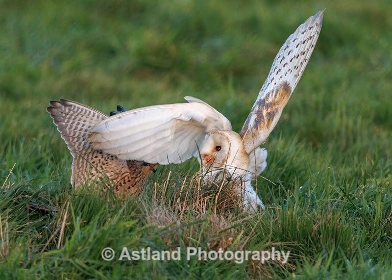 Barn Owl & Kestrel - Latest Images