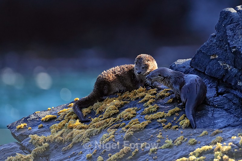 Two Marine Otters on rock, Chanaral Island, Chile - Otter