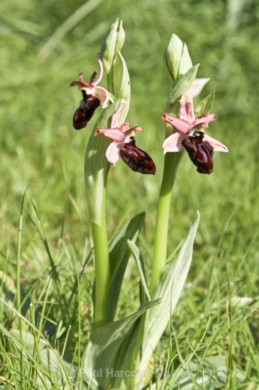Siponto Ophrys (Ophrys sipontensis) an orchid endemci to the Gargano penisula, - Orchids - Ophrys