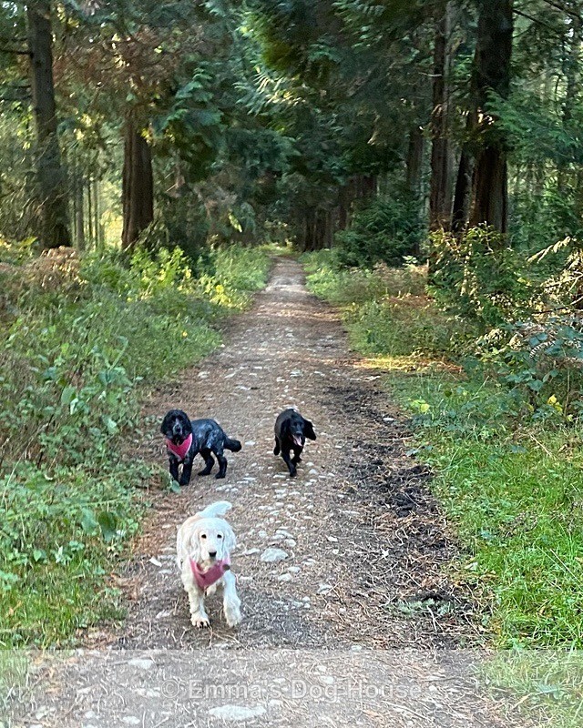  - Dogs