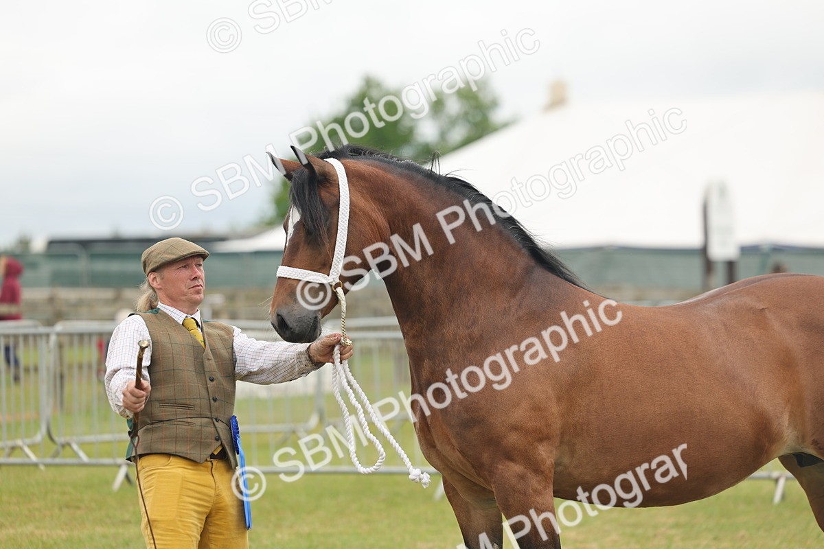 SBM_04944 - Class 50-57 - M&M Welsh Pony In Hand