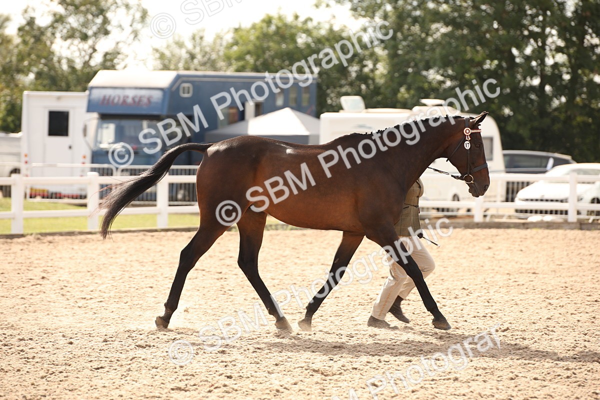 SBM_08188 - Class 27 - IH Competition Horse-Pony