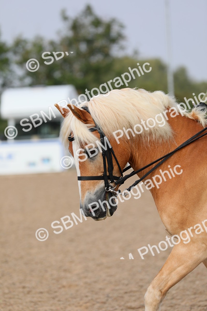 SBM_10679 - Class 303 Ridden Pure Bred Horse/Pony (excl M&M)