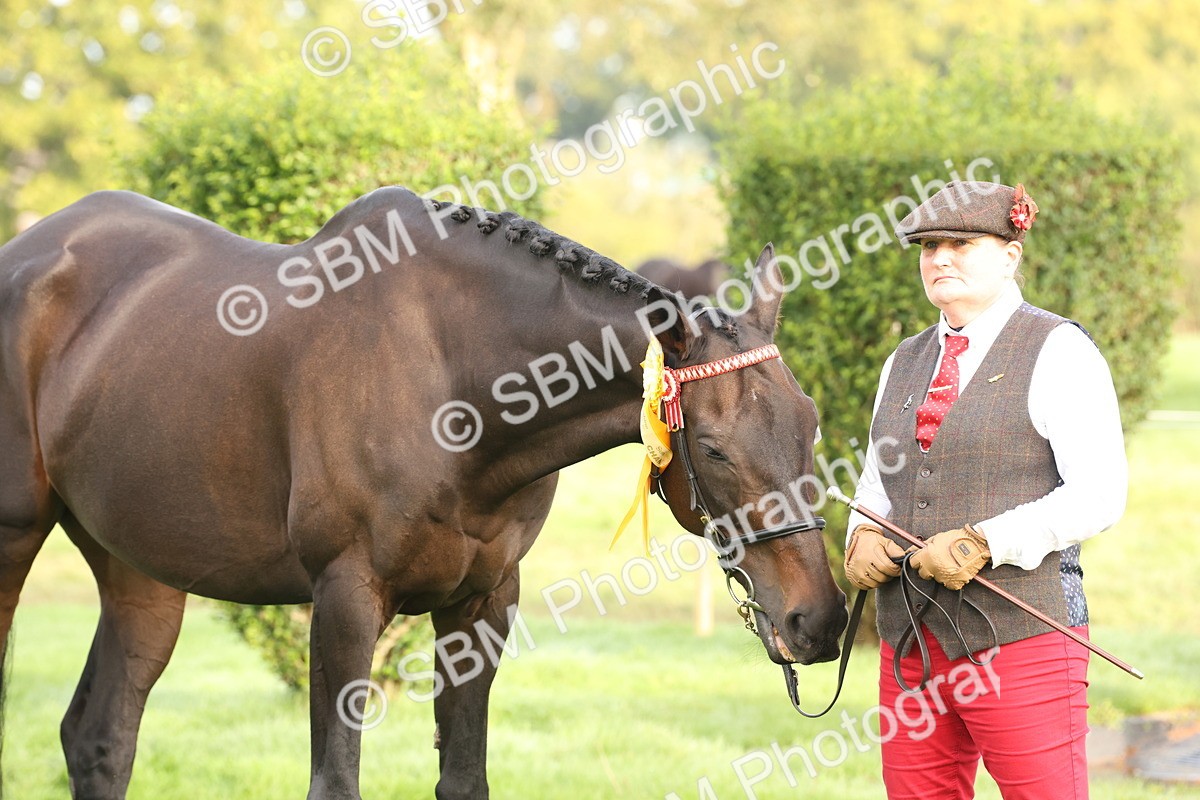 SBM_55021 - S52 - Riding Horse & Hack & thoroughbred In Hand