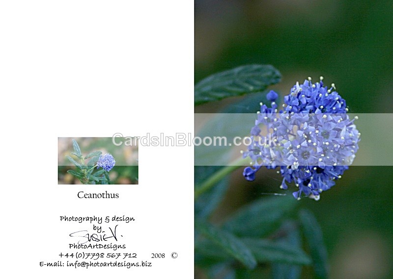 Spring 7. Ceanothus - Spring