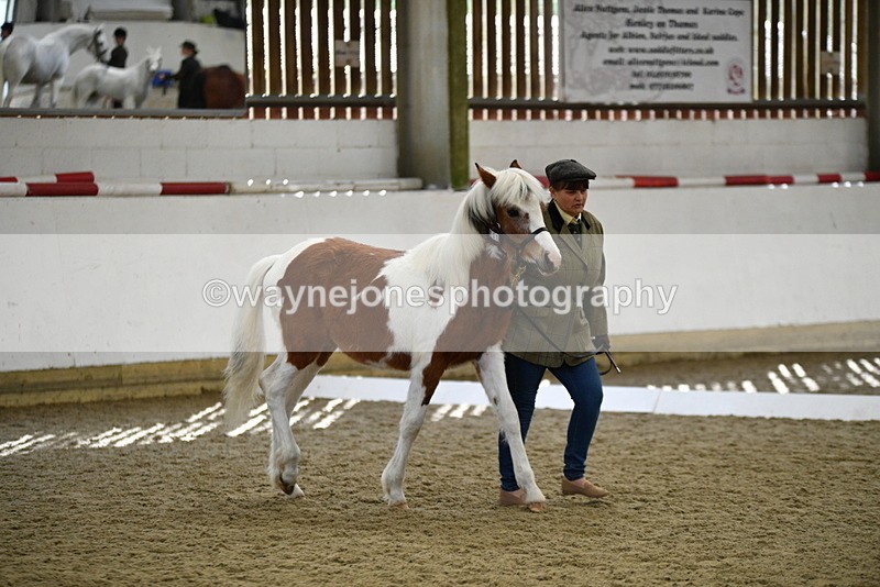 WJ5_4942 - Class 7 In hand coloured / odd coloured