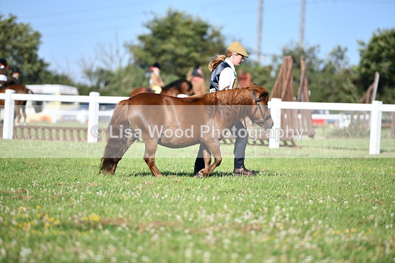 DSC_5416 - Class 49: NPS Shetland Youngstock