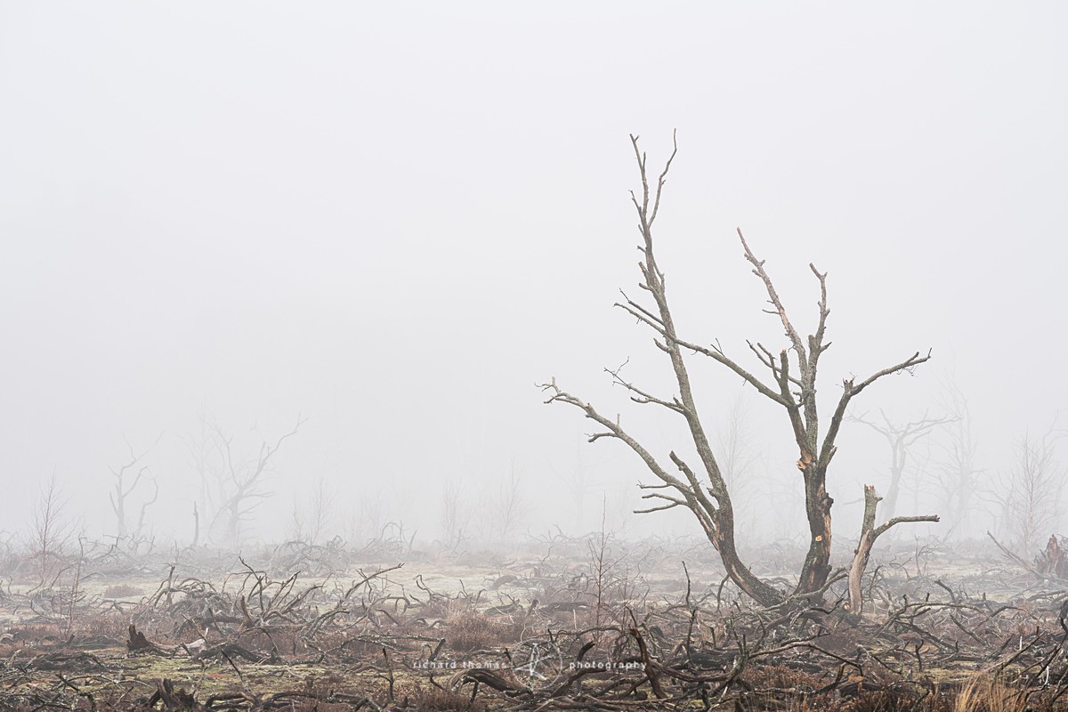  - Charred Mist