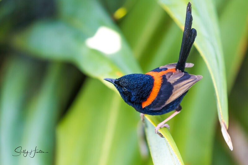 Ready to Fly 0A3A3234 - Red-backed Fairy Wren