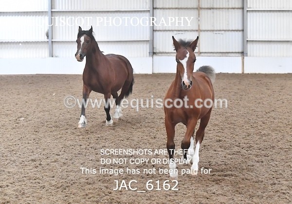JAC_6162 - 17 Avonmore Little Maeda
