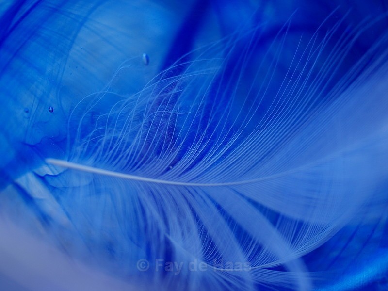  - The Blues