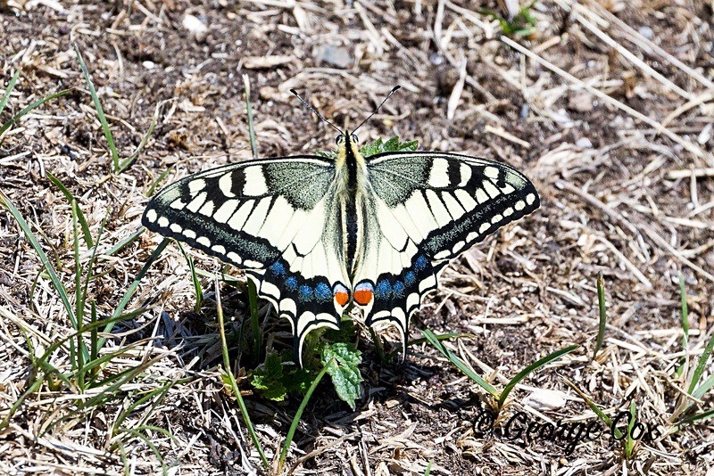 swallowtail pyrenees
