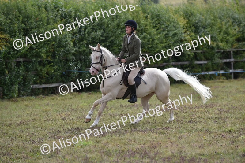 20250831-4074 - Class 13 - Working Hunter Horse or Pony