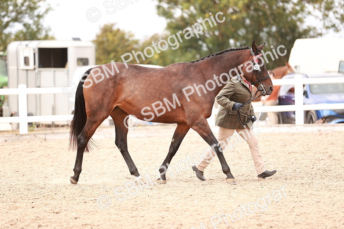 SBM_16278 - Class 413 - Best Condition - Adult