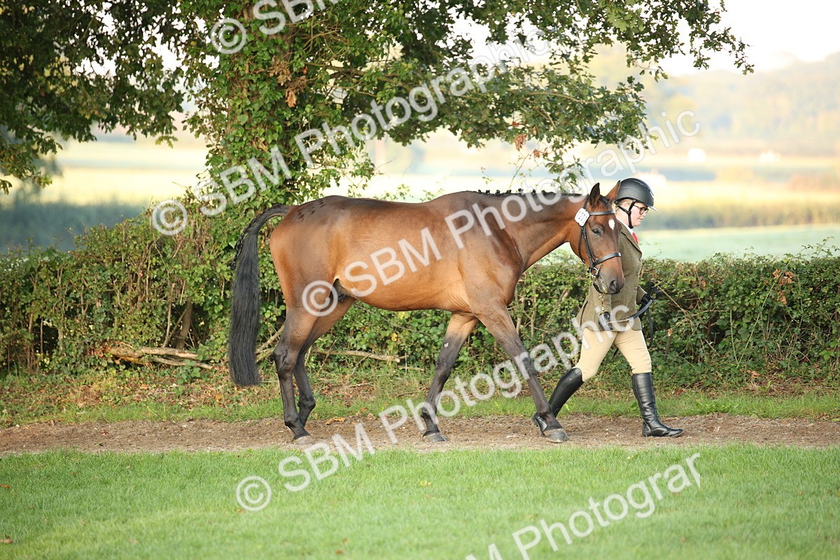 SBM_56798 - S49 - Riding Horse & Hack & Thoroughbred In Hand