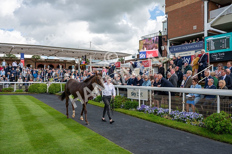 120626-Race 2-Everatease-0934 - Race 2 14.25pm Constant Security Keeping York Racegoers Safe Rous Selling Stakes