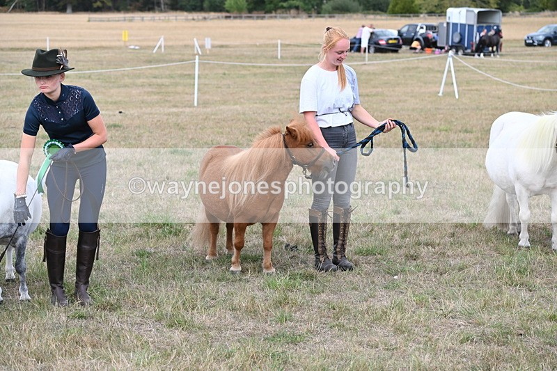 WJ6_7156 - Class 21 Shetland & Mini Horses