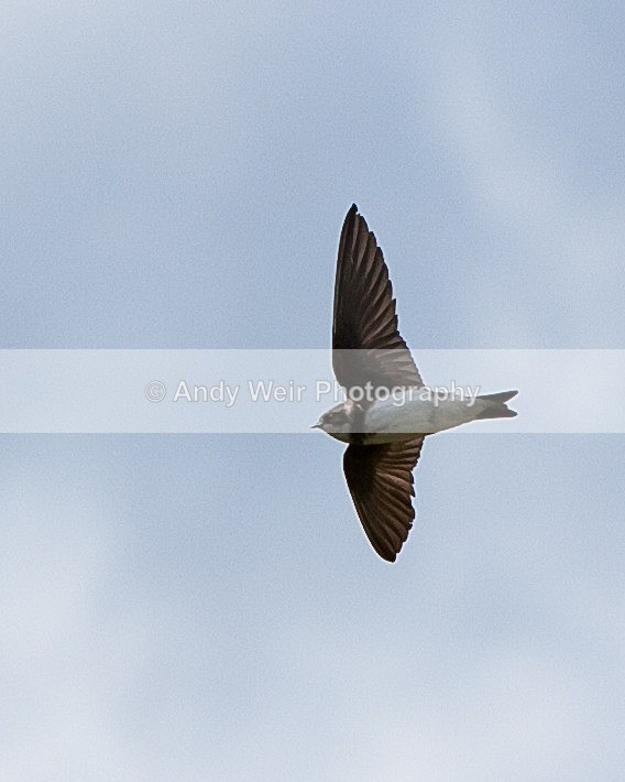 20110619-IMG_4721 - Swallows, Swifts & Martins
