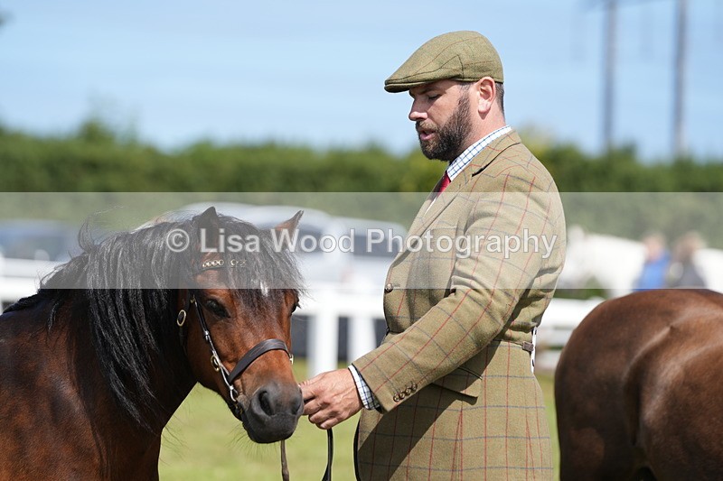 DSC05619 - Class 50: NPS M&M 4 years and over Small Breeds