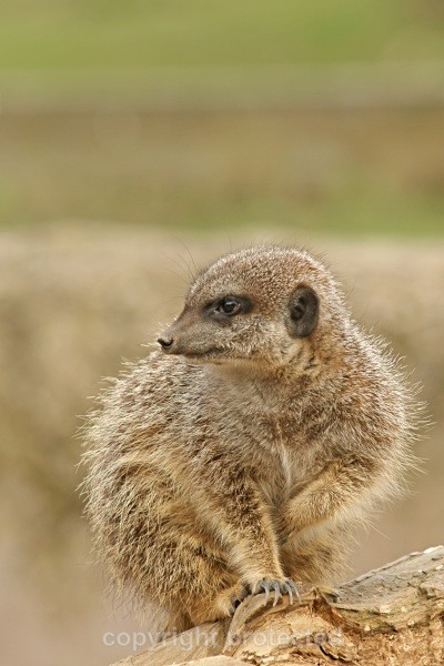 Meerkat - Flamingo Land - African Wildlife