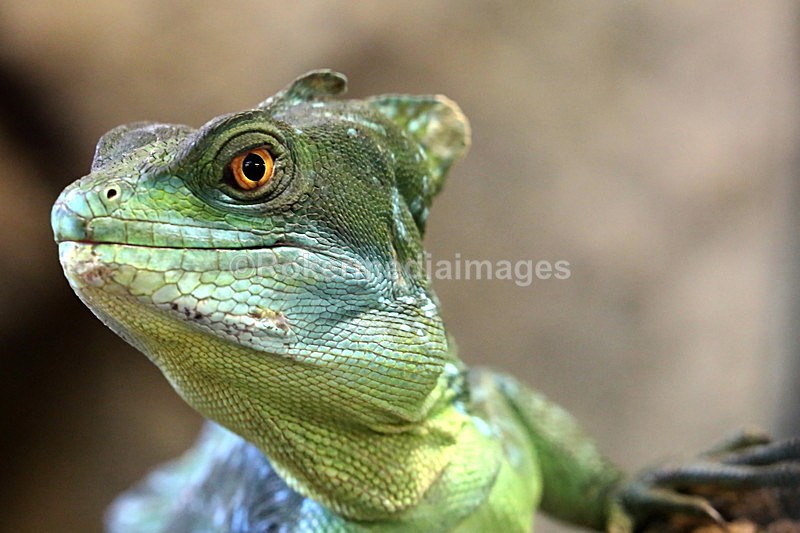  - Wildlife