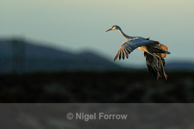 Sandhill Crane gliding at dusk, Bosque del Apache, New Mexico - Sandhill Crane