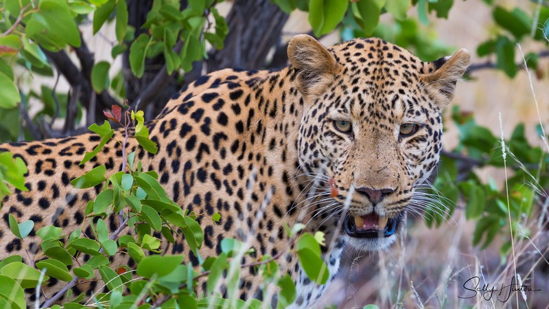 Leopard Watching