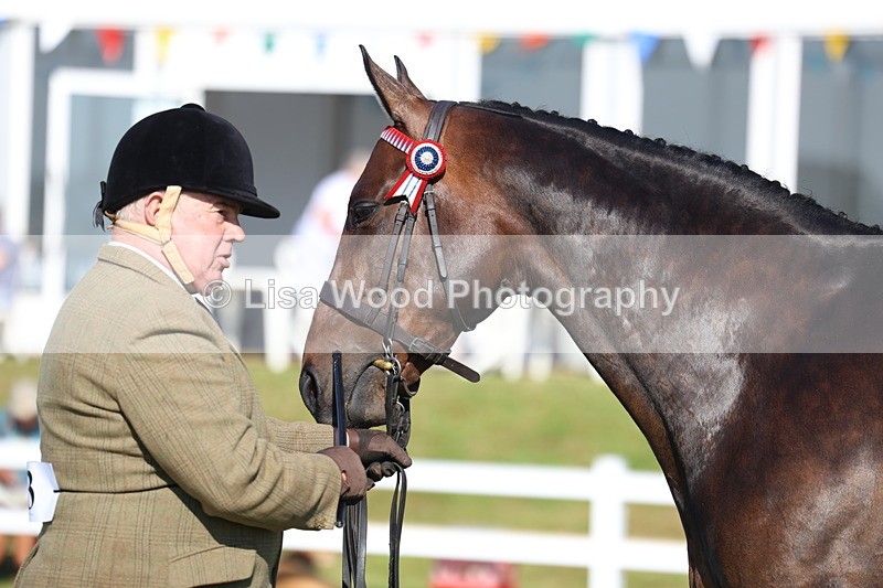 3E7A5638 - Class 2: Rising Star Large Hack/Riding Horse