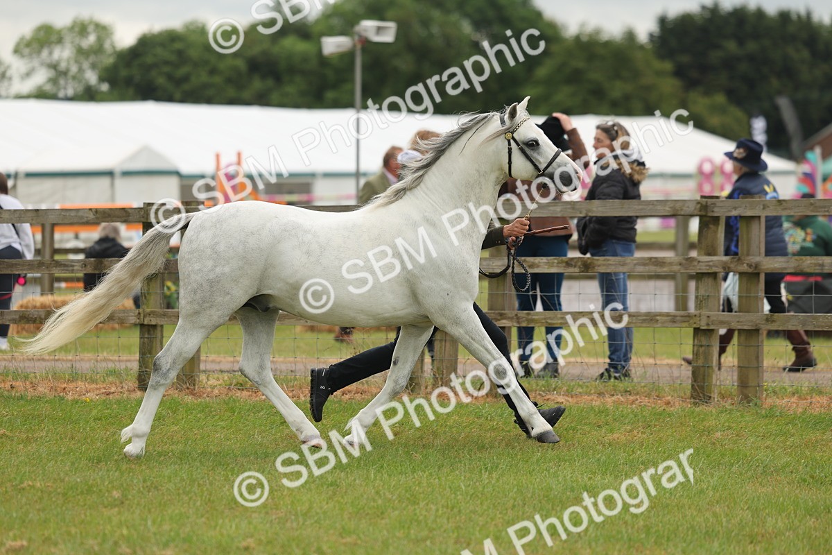 SBM_02217 - Class 50-57 - M&M Welsh Pony In Hand