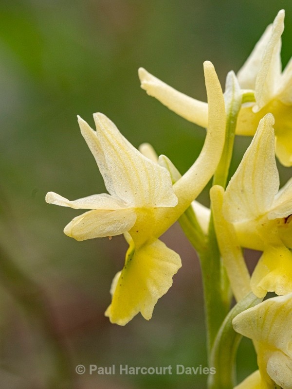 Few-flowered Orchid (Orchis pauciflora) - Gargano - Wild Orchids