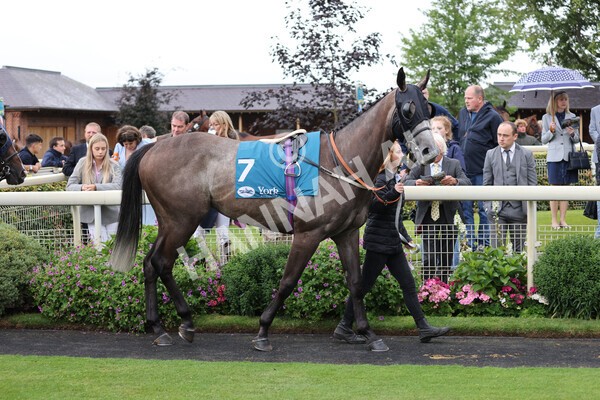 yr22072022r3-8 - Race 3 6.20pm Tomahawk Stakes