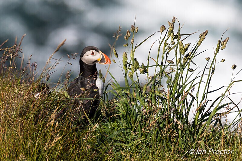 Puffin on Cliff Edge - Rathlin Island - Nature