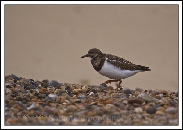 Turn Stone - Wildlife Wildlife