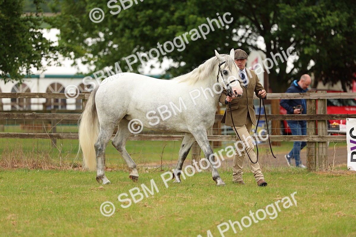 SBM_04045 - Class 64-67 - Shetland Pony In Hand