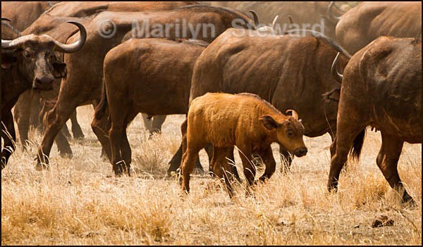 Buffalo herd - Kenya, Tsavo East