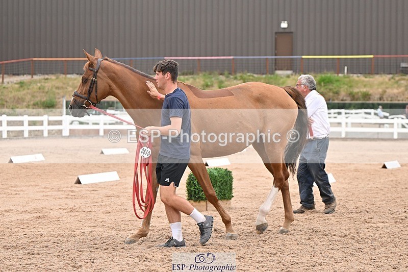 250716-160544-02405 - Trot Up 3.30 to 4.30