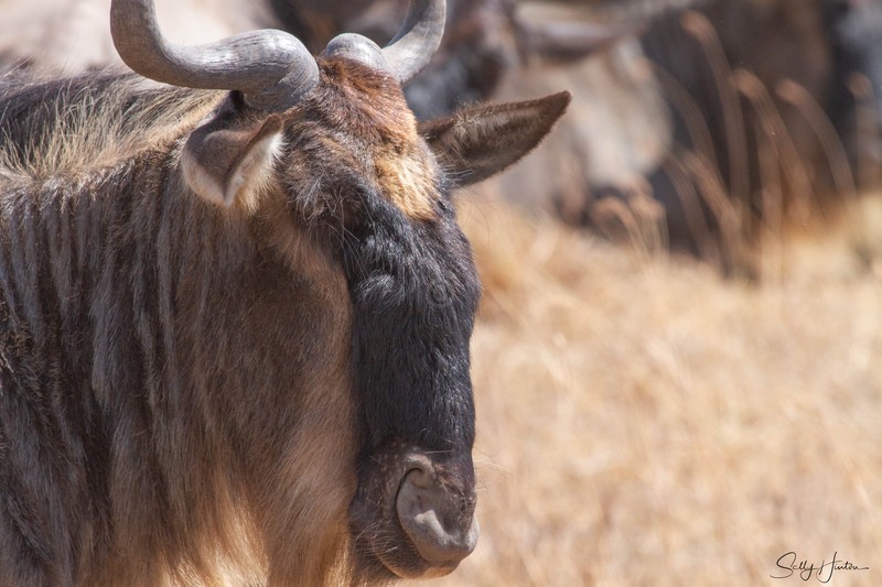 Wildebeest 2
