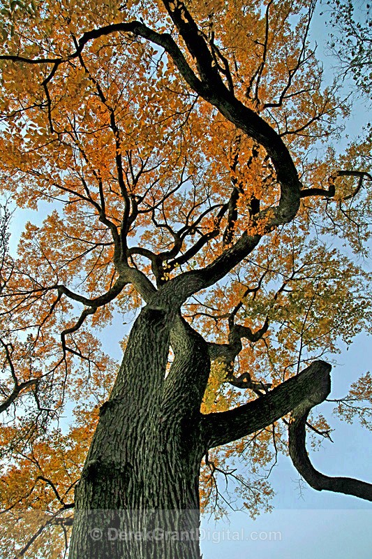 Awesome Autumn Foliage - Old Growth Deciduous Tree - Autumn Foliage